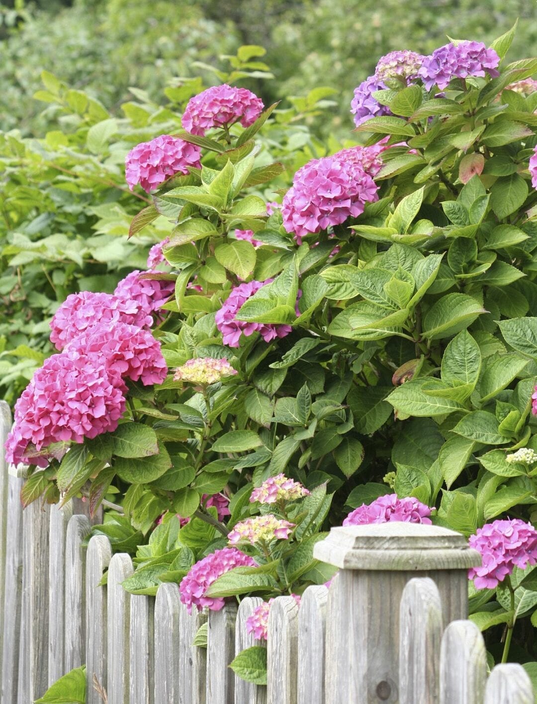 Plants for Privacy | Expert Advice | Hicks Nurseries