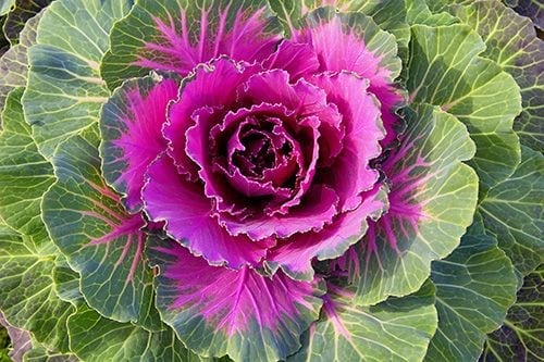 ornamental purple cabbage plant