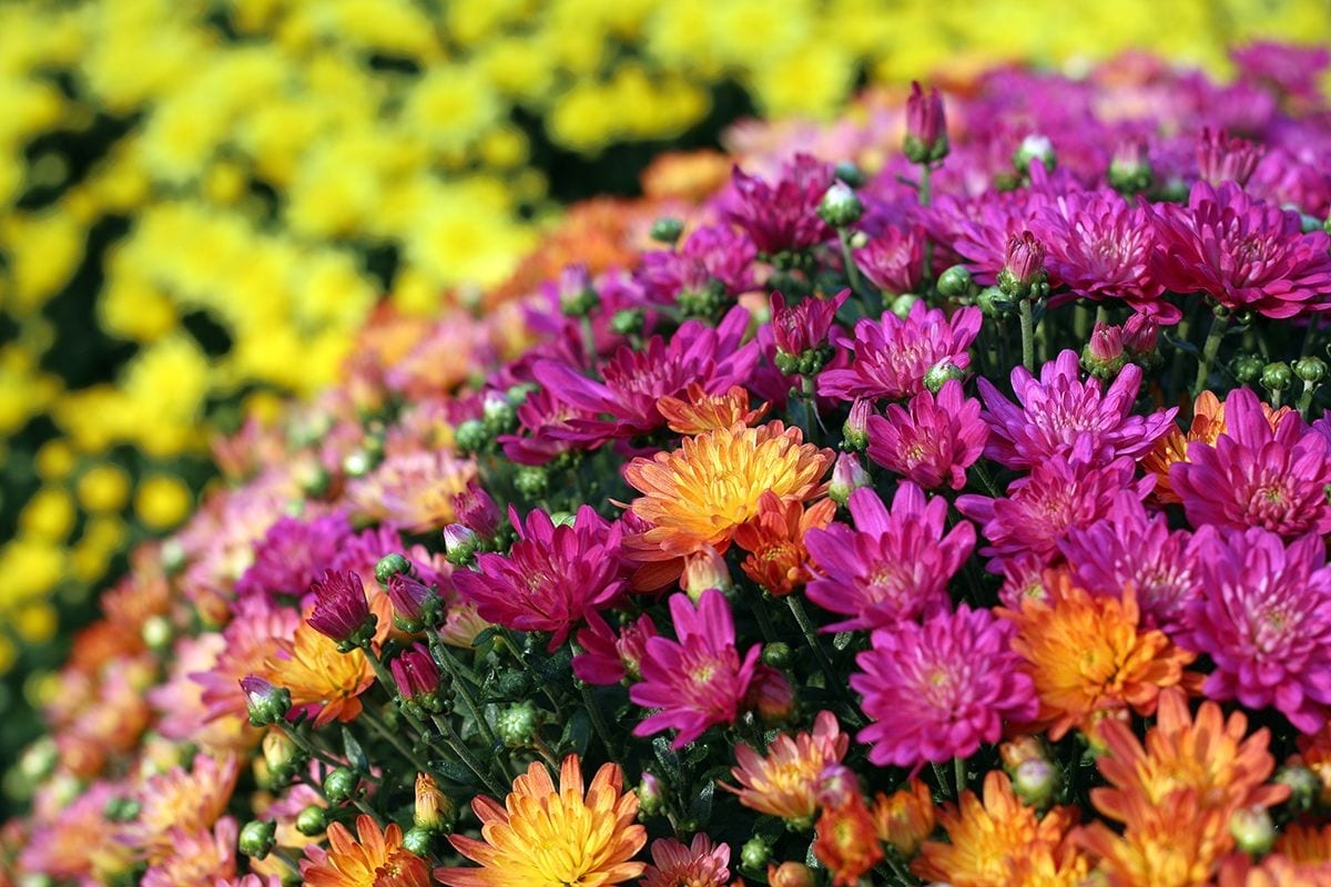 Fall is for Planting Mums!