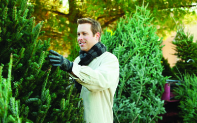 Buying and Caring for Your Fresh Cut Christmas Tree