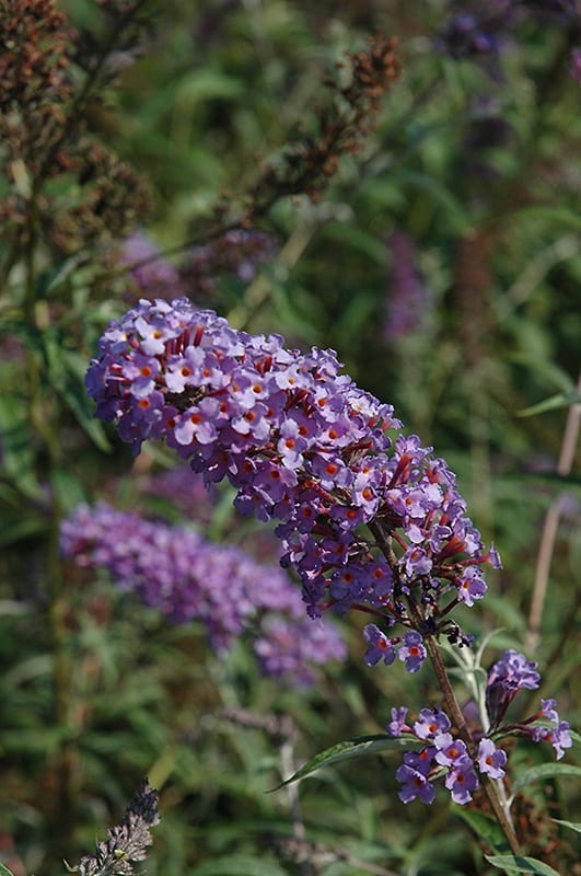 8 Plants to Attract Butterflies to Your Garden