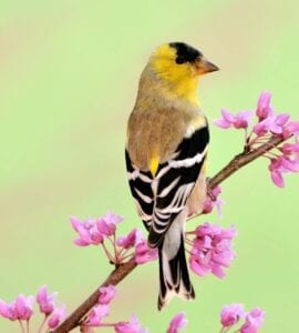 Bird American Goldfinch