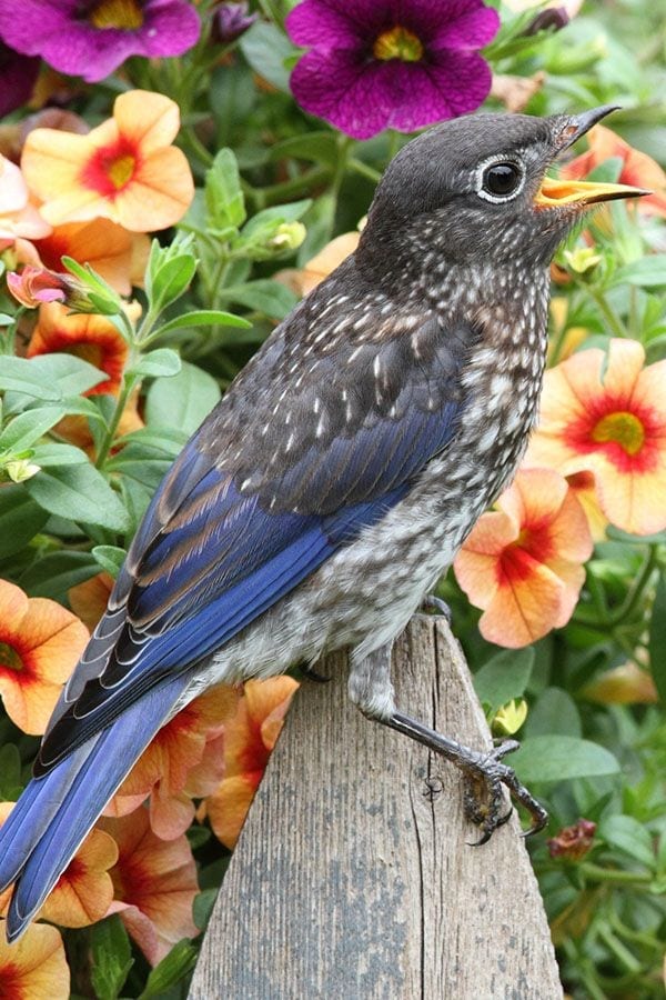 How to Attract Your Favorite Birds to the Garden