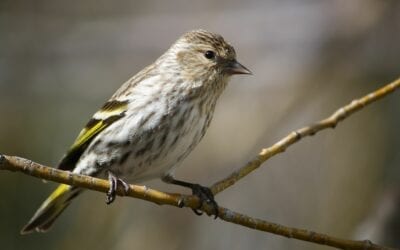 How to Attract Birds to Your Winter Garden
