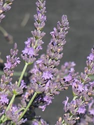 Grosso Lavender