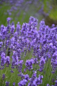 Hidcote Lavender
