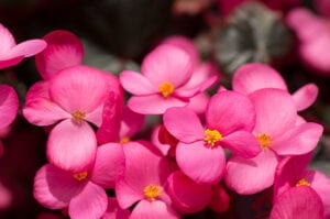 Big Begonia Flowering Annual for Part Sun