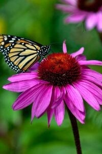 Monarch Butterfly in a Butterfly Garden