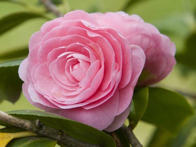 Our Special Offers Hicks Nurseries Long Island NY