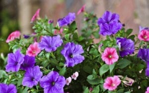 annuals available on long island
