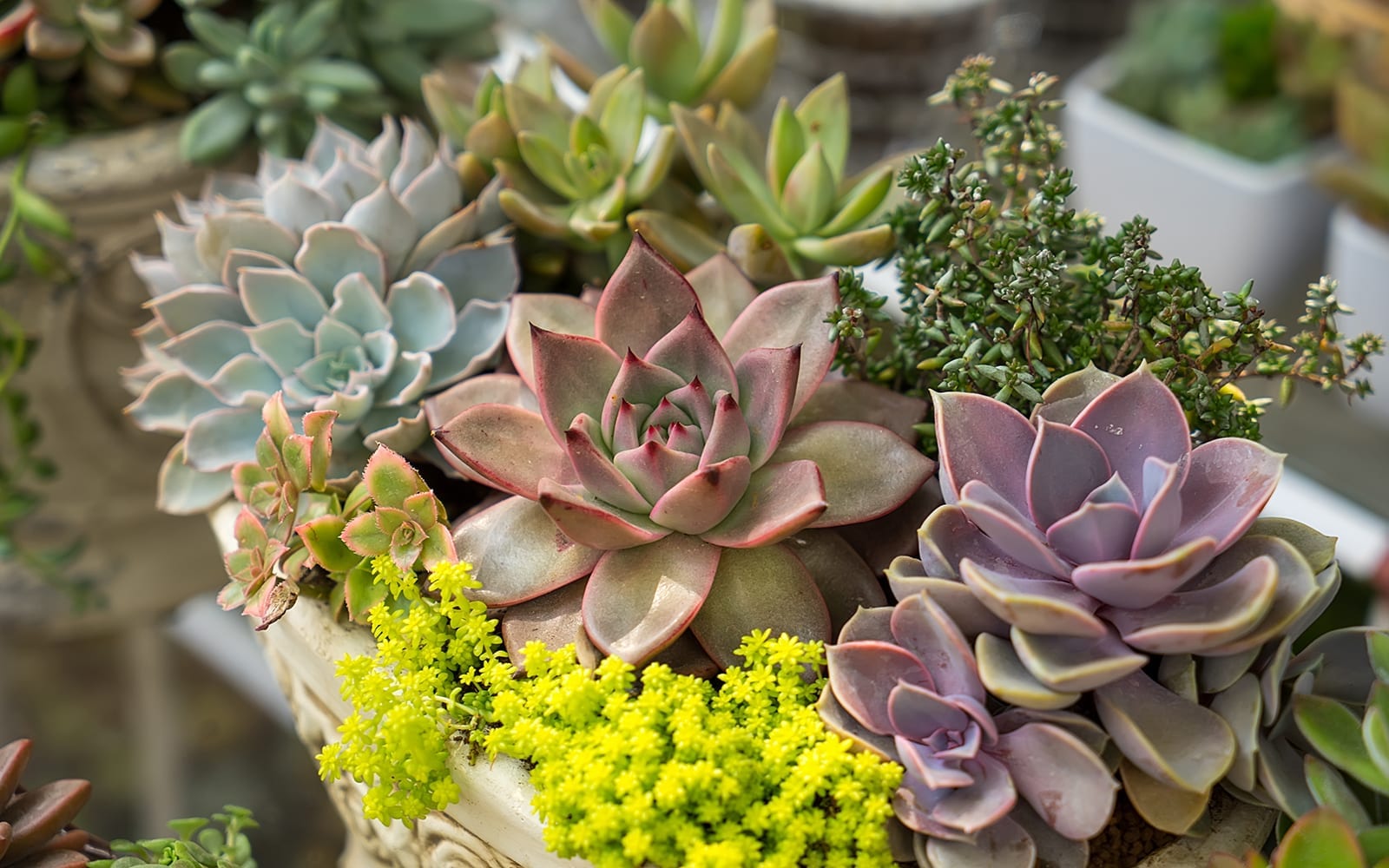 Types of succulent plants and care
