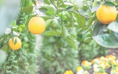 How to Grow Citrus on Long Island