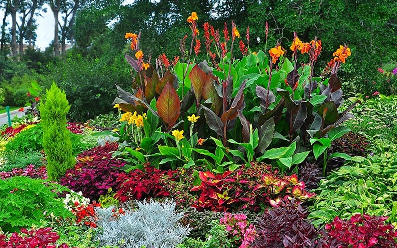 Backyard With Outdoor Tropical Plants, Tropical Landscape Plants Florida