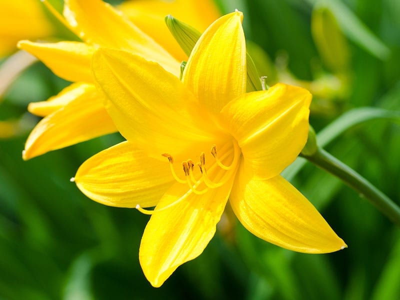 Daylily Flower