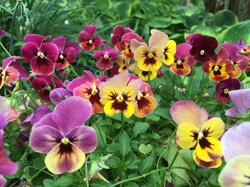 A vibrant cluster of pansy flowers in various shades of purple, yellow, and pink, surrounded by green foliage. The flowers have dark, intricate patterns on their petals, creating a lively and colorful garden scene.