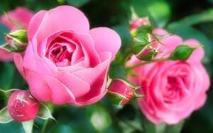 Flowering Garden Roses