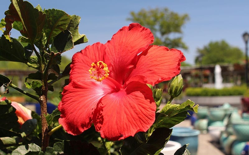 Close up of a Hibiscus Flower Plant