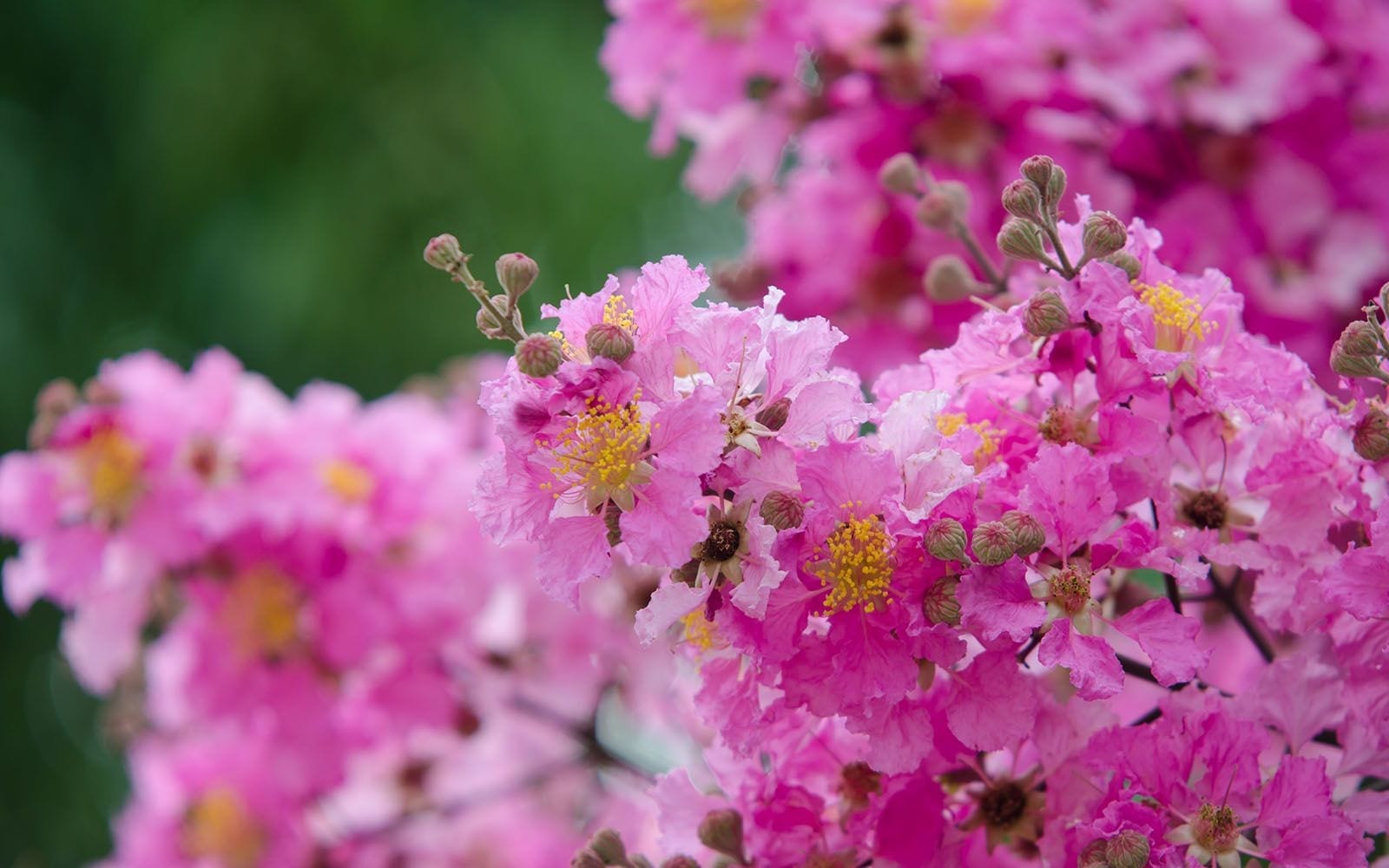 Best Garden Gifts for Dad Unique Gardening Gift Ideas for Dads