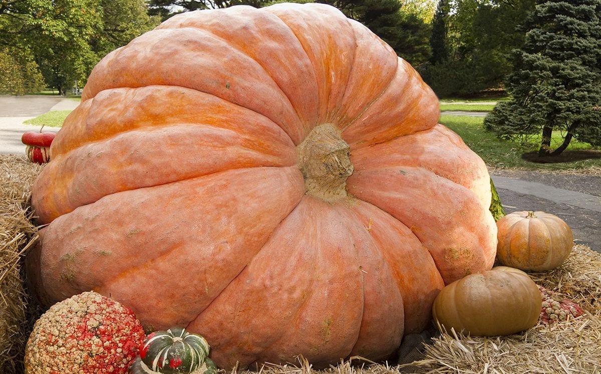 Giant Pumpkin Contest at Hicks Nurseries