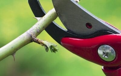 Close-up of a pair of red-handled pruning shears expertly trimming a thorny branch, showcasing the art of pruning plants against a softly blurred green background.
