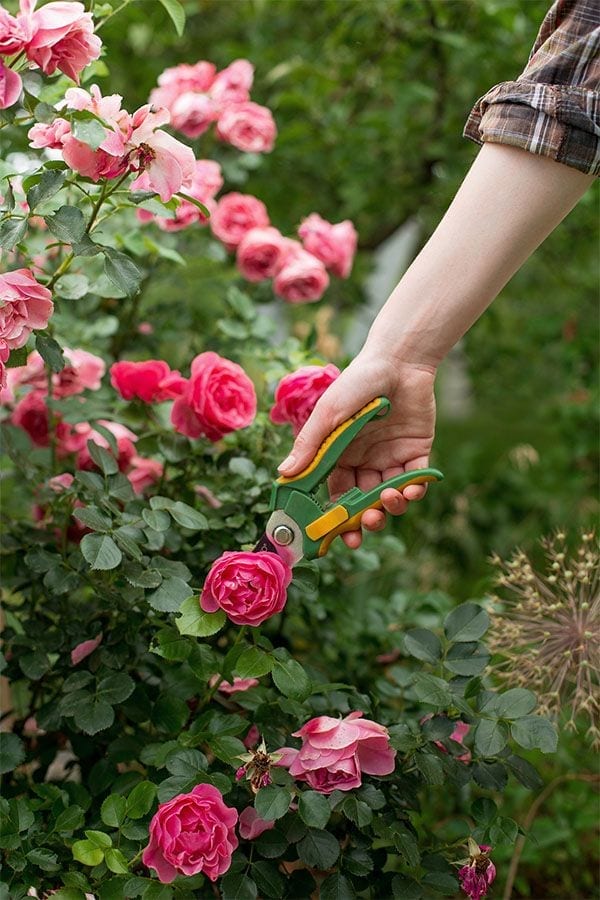 Summer Pruning Roses