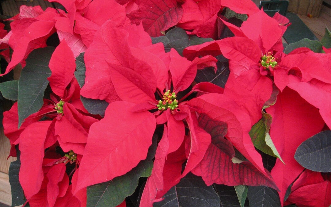 Caring for your Poinsettia