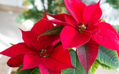 Poinsettia Care 101
