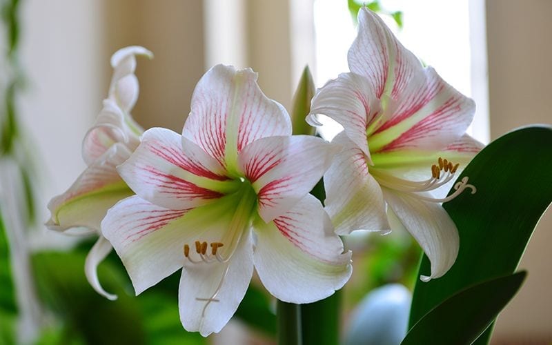 Flowering Houseplants for the Holidays