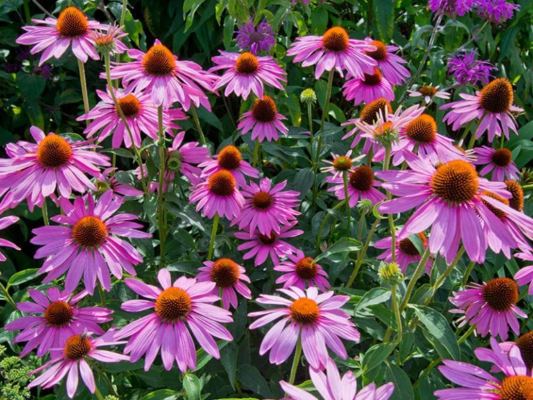 Best Long Island Perennials for sale | Top Rated Plants for sale