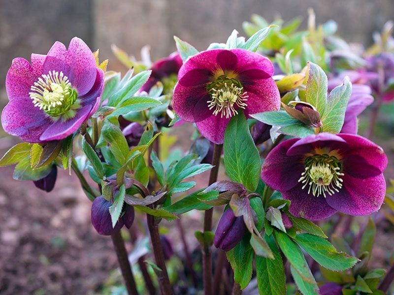 Hellebore