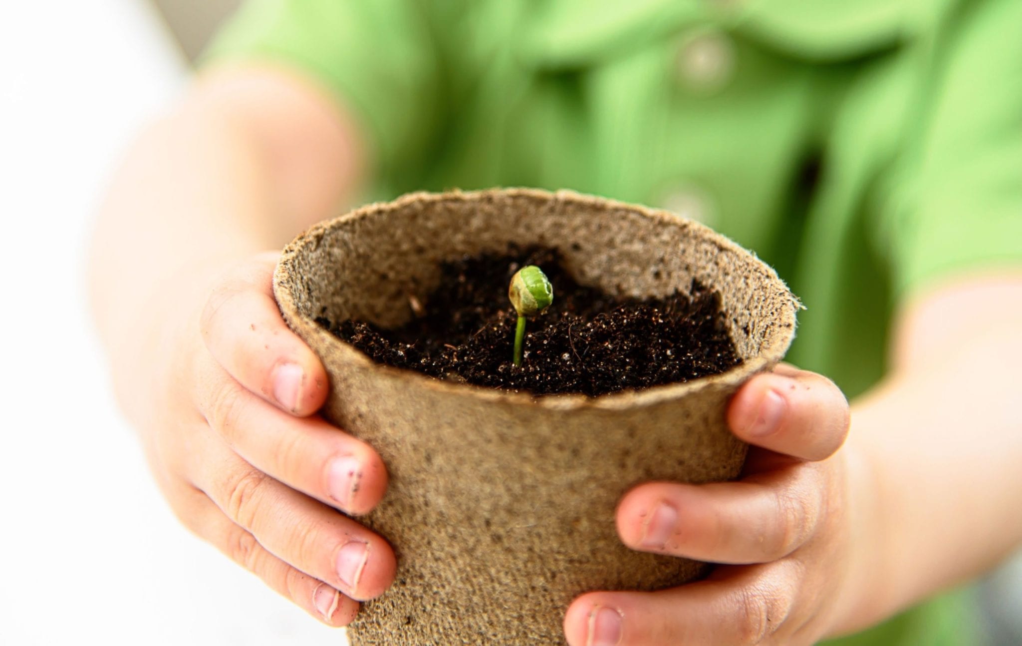 Seed Starting Basics Long Island Gardening Advice Hicks Nurseries