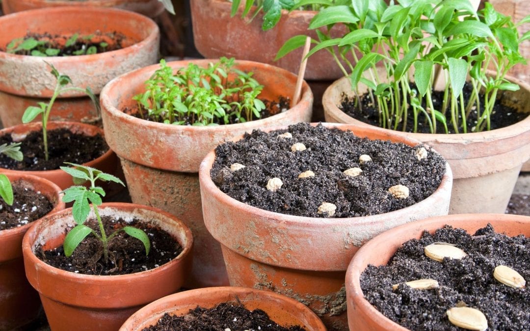 Growing a Garden from Seed