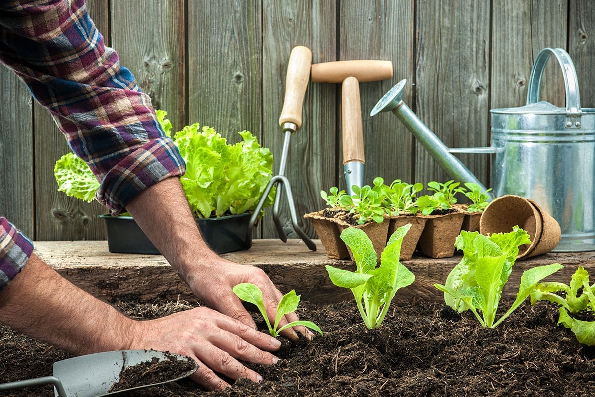 Top 5 Easiest Vegetables to Grow from Seed