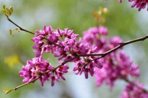 Forest Pansy Redbud
