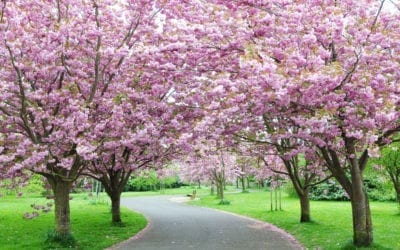 5 Beautiful Trees to Plant Now