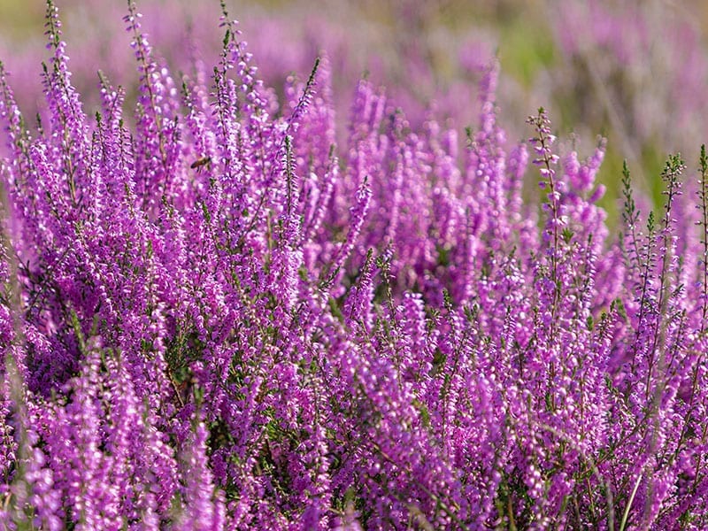A lush field of vibrant purple heather in full bloom. The dense clusters of small flowers create a vivid and colorful display against a soft-focus green background, capturing the essence of a blooming heathland in late summer.