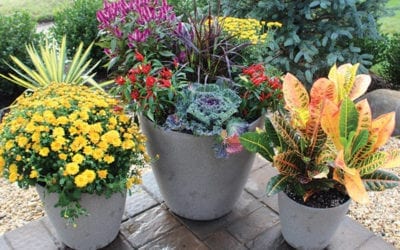 Plants You Should Always Grow Next to Mums