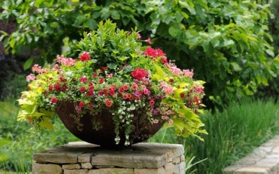 Best Container Plants for Sunny Patios and Porches