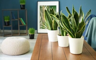Top Houseplant Trends for the New Year