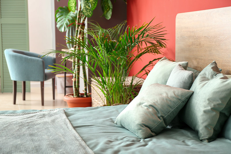 5 Indoor Plants to Help You Sleep Better