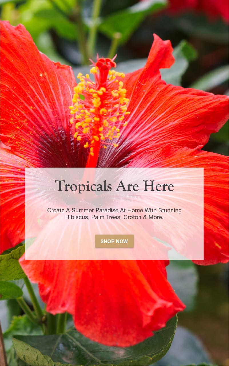 youtube premier outdoor living on Long Island S Largest Garden Center Plant Nursery Hicks Nurseries