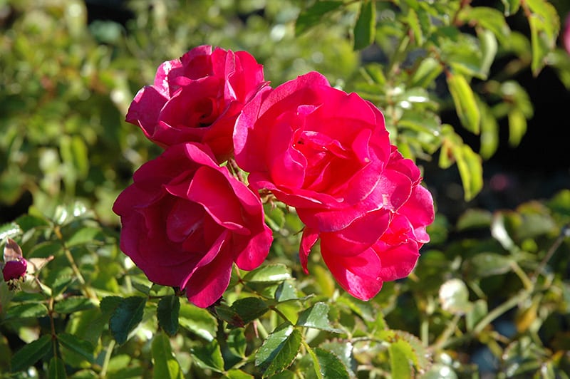 Carpet Rose Pink Carpet Rose Pink