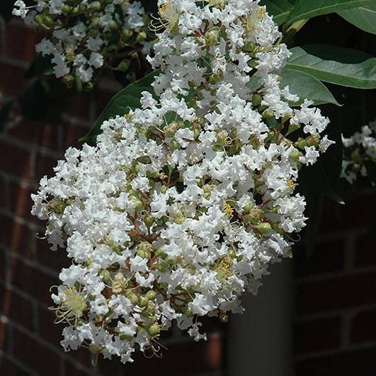 Crape Myrtle Natchez Crape Myrtle Natchez