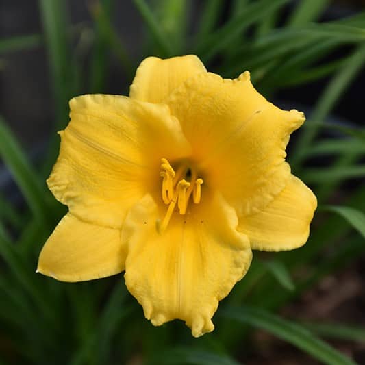 Daylily Stella D'Oro