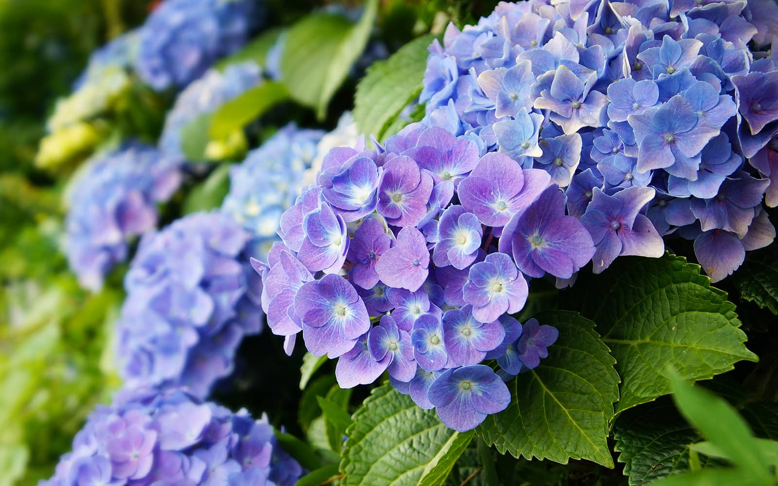 Hydrangea garden Hydrangea Garden