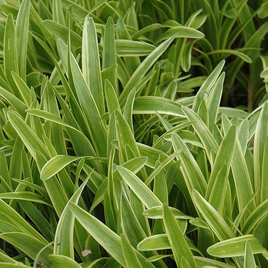 Lily Turf Variegated