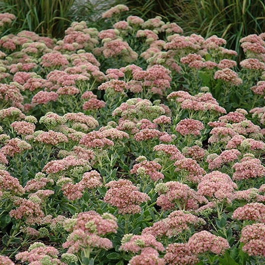 Sedum Autumn Joy
