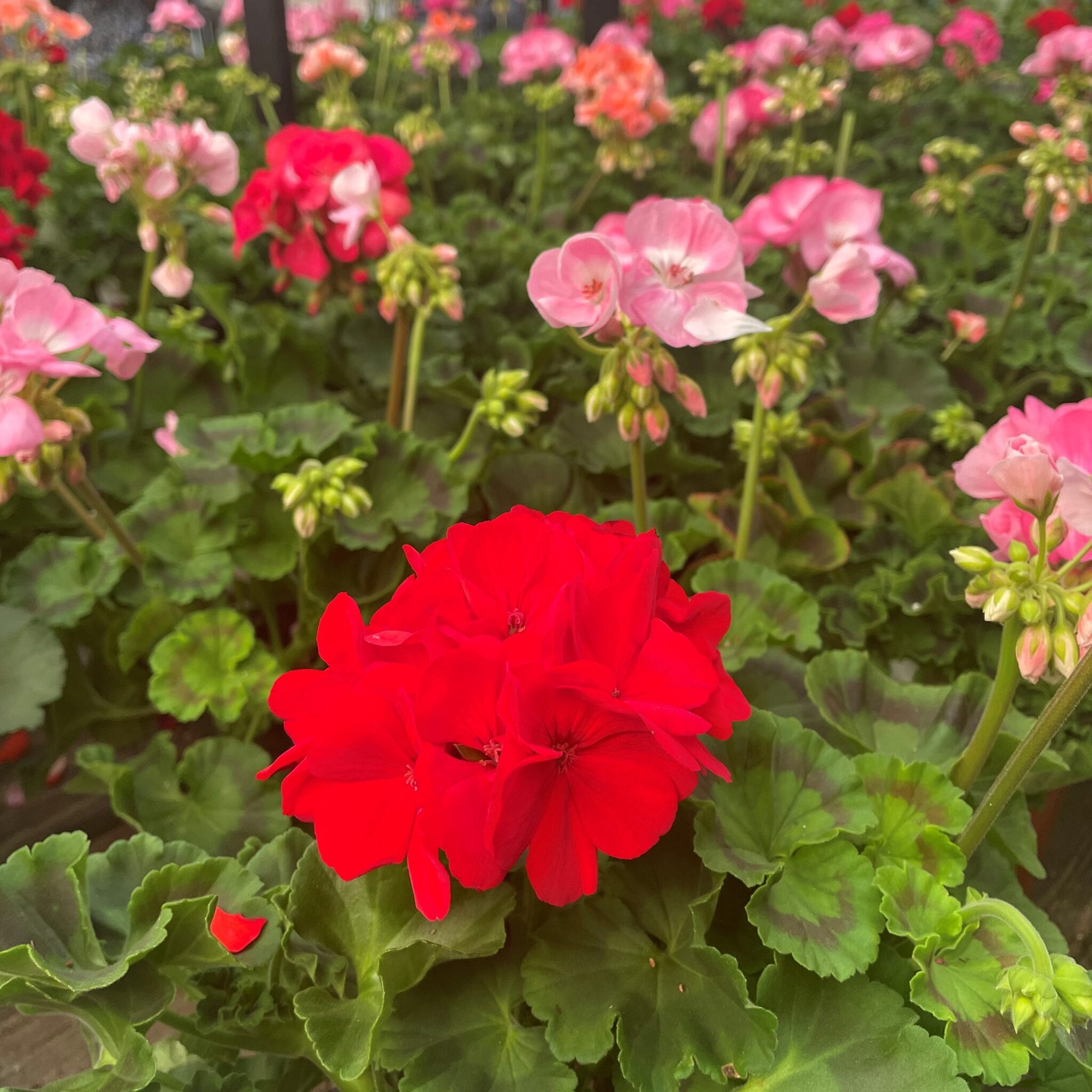 Geranium Geranium