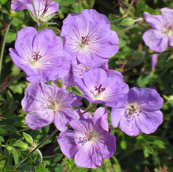 Geranium Rozanne