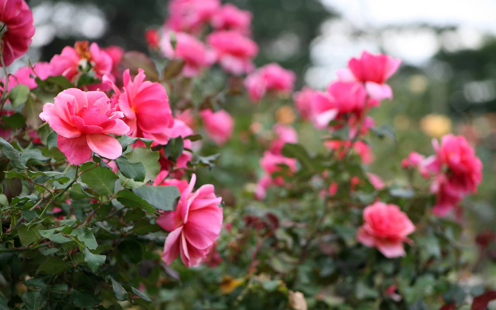Knock Out Roses